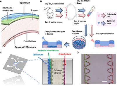 A Method for Developing Novel 3D Cornea-on-a-Chip Using Primary Murine Corneal Epithelial and Endothelial Cells